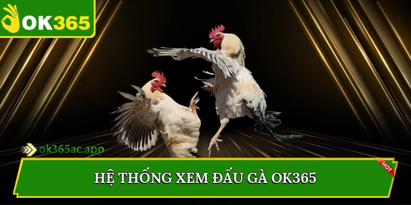Hệ thống xem đấu gà Ok365